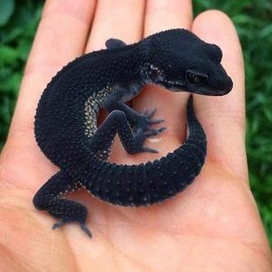 Meet your Posher, Jonas